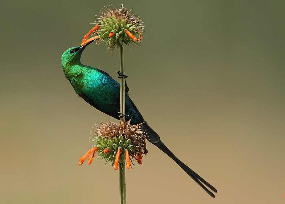 A Malachite Sunbird on an orange flower spike