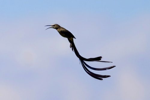 Cape Sugarbird in flight