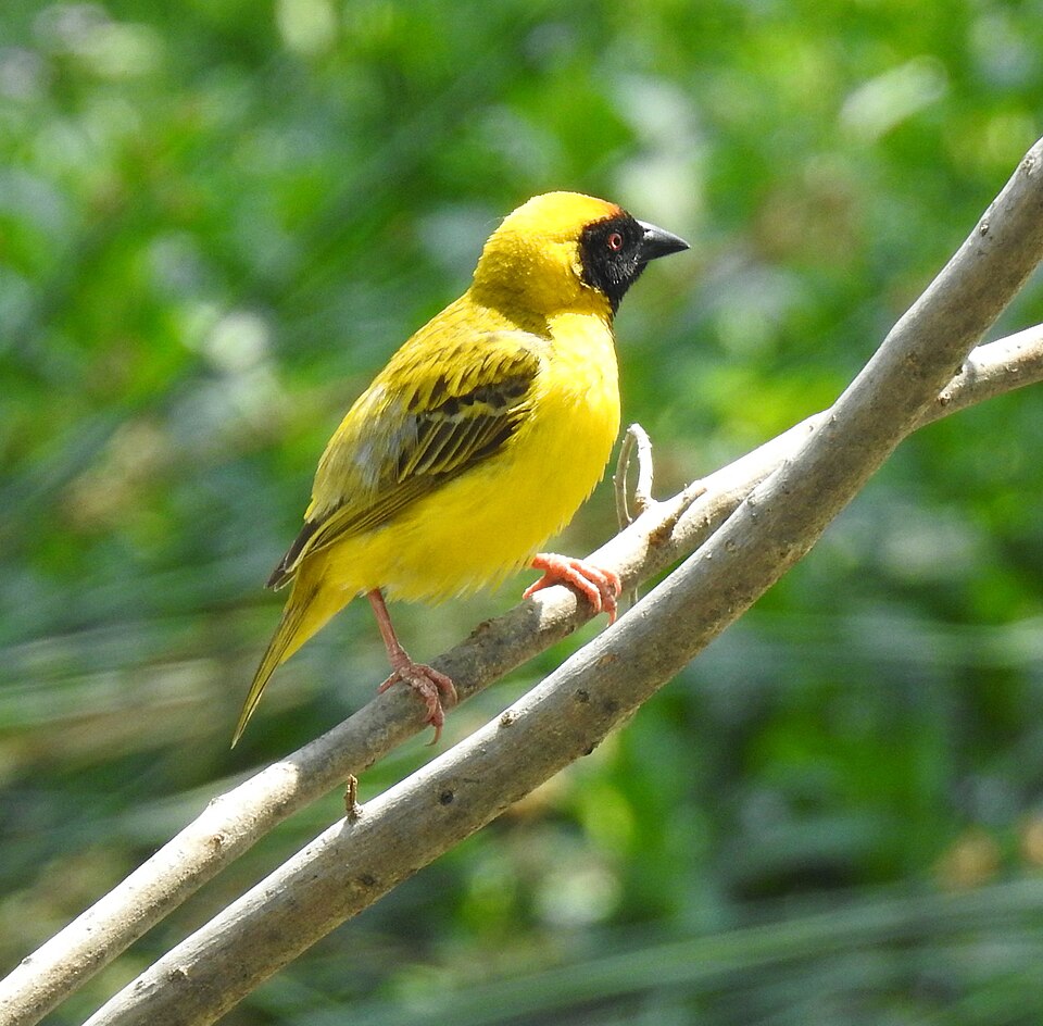 A small bright yellow bird with a black face, perched on a twig
