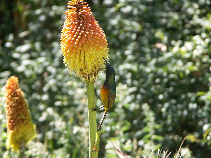 Orange-breasted Sunbird