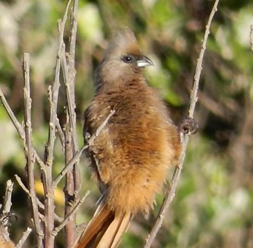 Speckled Mousebird
